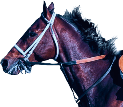 Real horse